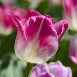 Tulipn triunfo 'Page Polka'